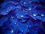 Blue Flowers