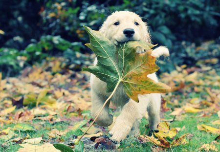 Cute Puppy - autumn, puppy, animals, leaf, nature, beautiful, leafs, dogs, grass, cute