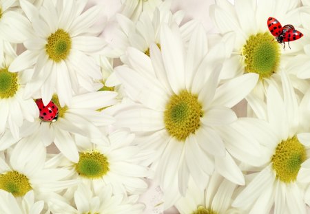 Chamomile and Ladybugs - lady bugs, summer, chamomile, flowers, daisy, firefox persona, relax