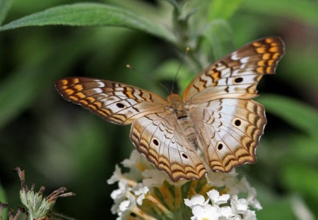 Butterfly - colors, nature, animals, butterflies