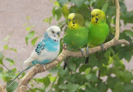 BUDGERIGAR'S - branch, trio, blue, green