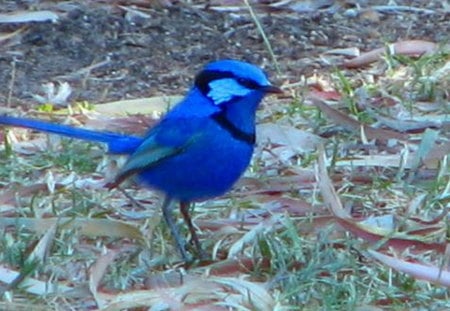 BLUE WREN - standing, male, vivid, blue