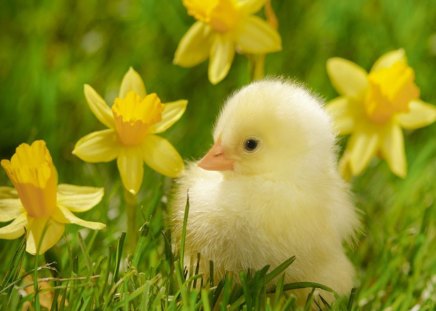 Chicken among daffodils - birds, chicken, animal, nature, yellow, green, grass, daffodils