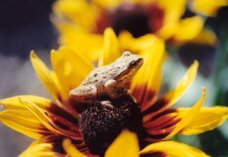 FROGGY ON DAISY - daisy, looking, sitting, frog