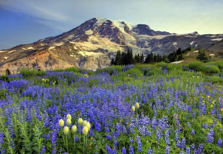 Mountain landsape - hill, flowers, nature, landscape, mountain