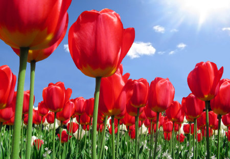 Red tulips - flowers, tulips, nature, red