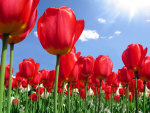 Red tulips