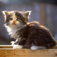 Fluffy kitty