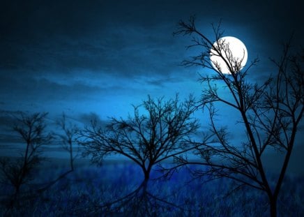 Full_Moon_Midnight_Forest