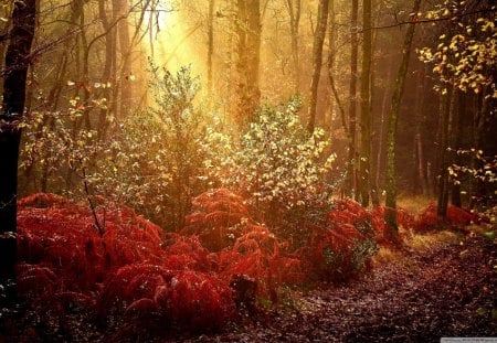 Autumn forest - fall, sunstream, autumn, red, forest