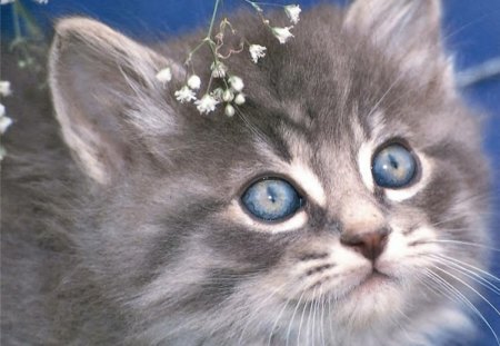 Blue Eyes - eyes, kitten, blue, gray