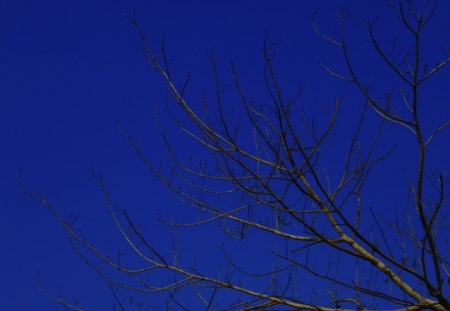 Blue Sky - sky, tree, nature, blue