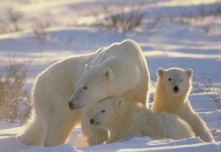 Ma and Kids - white, fur, polar, bear