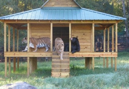 Loins, Tigers,and Bears! OH MY!! - bear, lion, tiger, peace