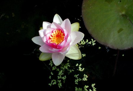 Nenuphar - nenuphars, flowers, color, nature