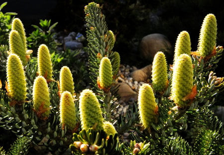 Pine cones - nature, pine cones, green, flowers