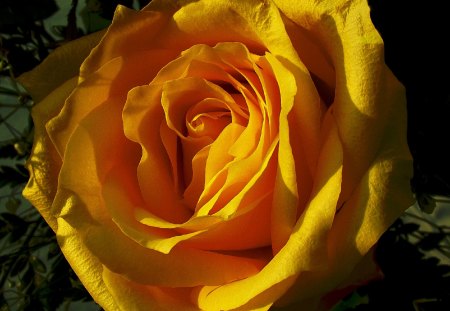 Yellow rose - nature, flowers, roses, pink