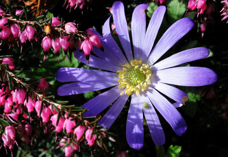 Blue flower - nature, flowers, blue, pink