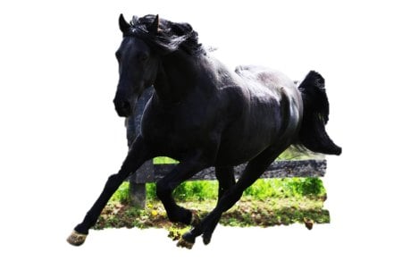 Black Horse - horses, animals, pretty, black