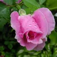 pink rose for my new friend manizyn