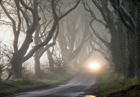 Ride in the Mystery Woods - morning, mystery, ride, trees, woods, light, grass, misty