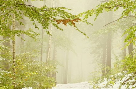 Winter Fog - trees, snow, winter, green, fog, road