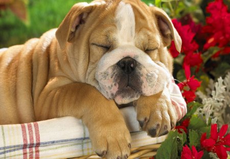 Bulldog Puppy - dog, puppy, sleep, bull