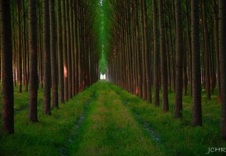 In a Perfect Line - trees, green, perfect, grass, forest, line