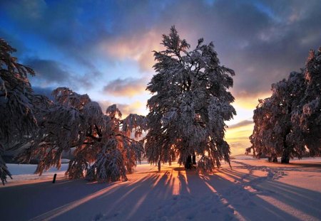 Shadows of Winter - sky, trees, clouds, shadows, snow, winter, sunset, sunrise