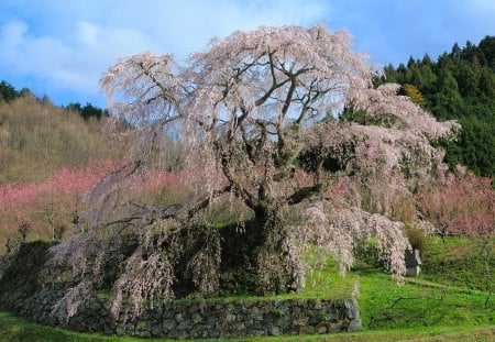 Springtime - blossoms, springtime, tree, landscape