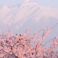 Spring Pink Cloud