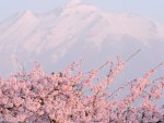 Spring Pink Cloud