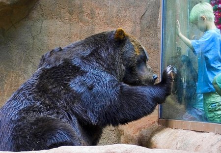 Soft Corner - touch, kid, glass, bear, grizzly, zoo