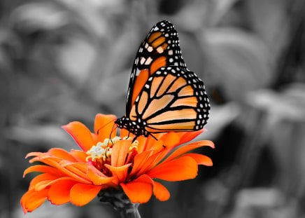 Butterfly - white, butterfly, black, flower