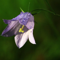 Bluebell