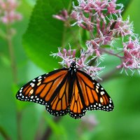 Monarch-Butterfly