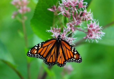 Monarch-Butterfly - butterfly, picture, monarch, beautiful