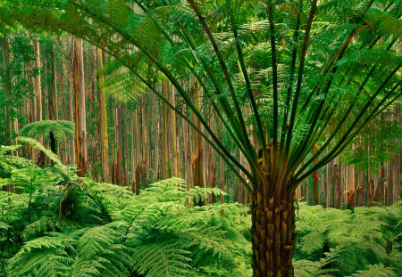 different - nature, forest, photography, green, tropical, tree