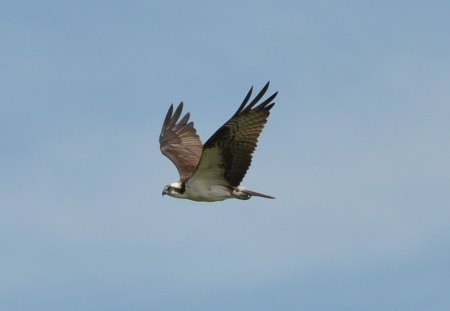 Osprey-in-Flight - beautiful, in-flight, picture, osprey