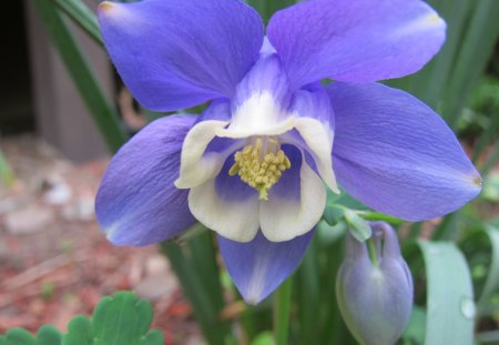 Columbines Flower - picture, cool, blue, columbines, flower