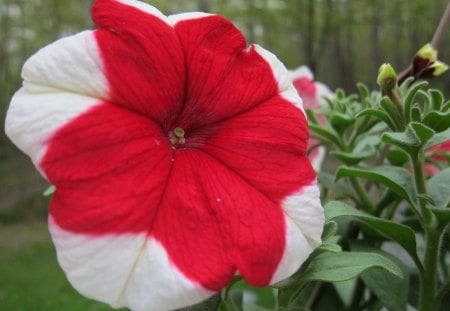 Red-and-White-Petunia - beautiful, red-and-white, picture, petunia