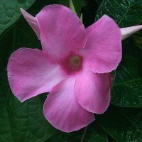 Pink Hibiscus