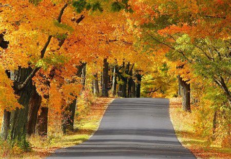 Autumn - nature, tree, autumn, other