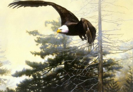 Eagle painting - eagle, animal, bird, painting, art