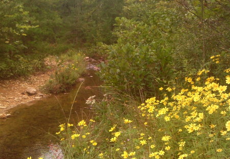 Yellow Wildflowers - yellow, trees, stream, wildflowers, rocks