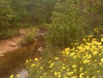 Yellow Wildflowers