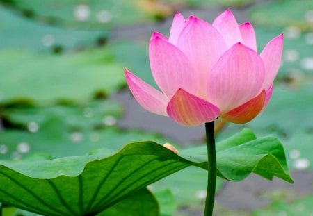 Pink Lotus - lilly, water, pond, green leaves, pink, closeup