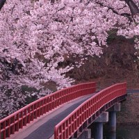 Bridge in Japan