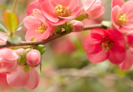 Blooming Beauty - fresh, branch, spider web, beauty, spring, pink, blooming, leaves