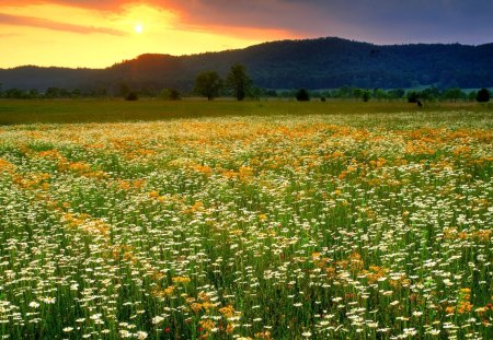 Spring Field - sky, sunshine, yellow, orange, field, flowers, mountains, spring